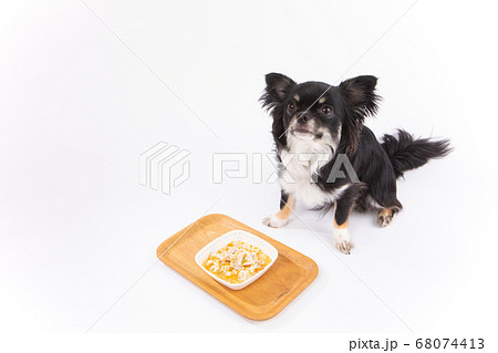 ご飯をお預けされるチワワ ご飯をお預けされるチワワ 68074413