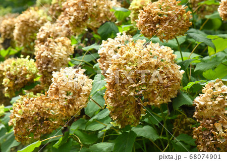 枯れたアジサイの花の写真素材
