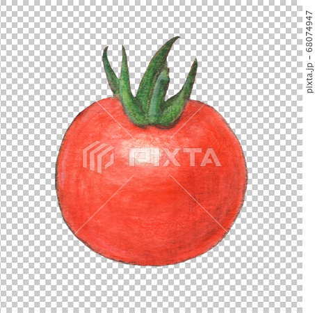 つやつやミニトマト 水彩色えんぴつ画のイラスト素材 [68074947] - PIXTA