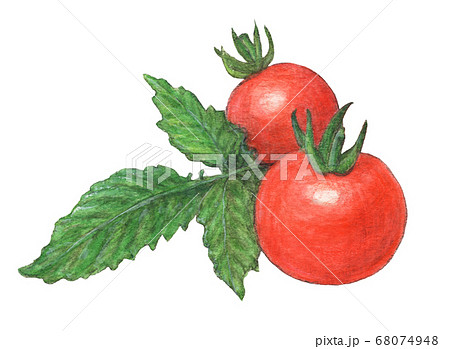 つやつやミニトマト葉っぱ添え 水彩色えんぴつ画のイラスト素材