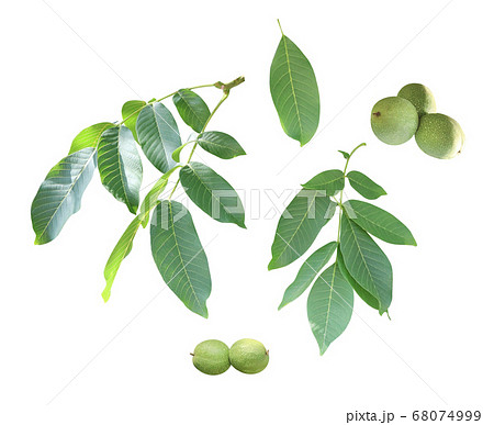 Branch with leaves and green walnuts 68074999