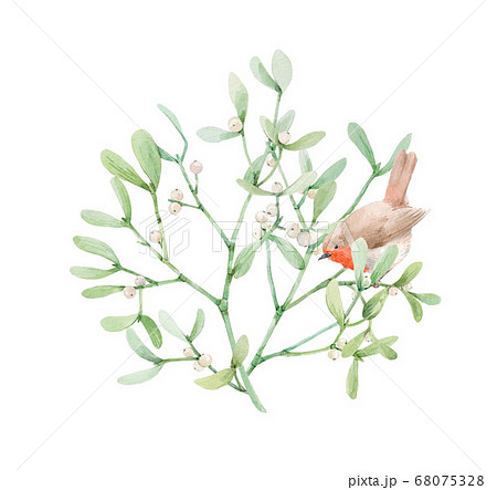 Beautiful image with watercolor mistletoe plant and robin bird. Stock illustraqtion. 68075328