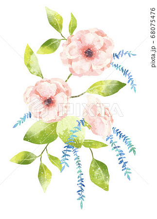 優しいタッチのアネモネのイラスト 68075476