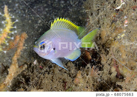 ゲッコウスズメダイの幼魚 ゲッコウスズメダイの幼魚 68075663