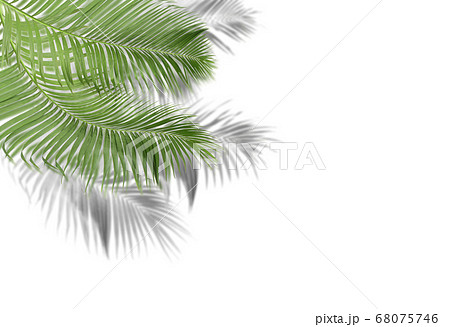 green palm leaves with shadow on white background 68075746