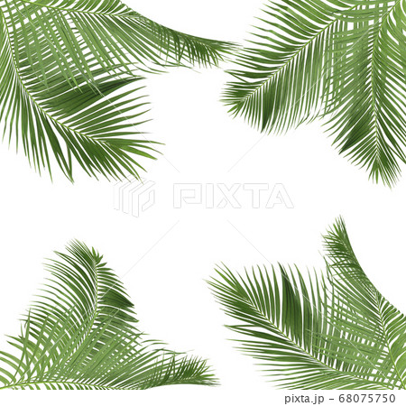 green palm leaves on white background 68075750