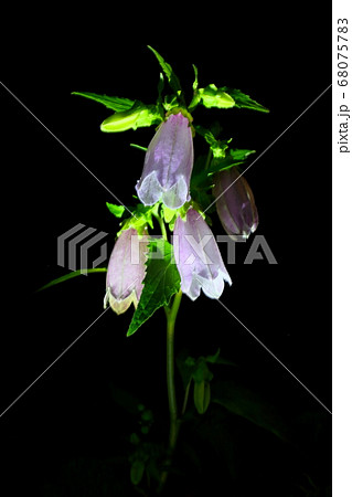 ホタルブクロ 68075783