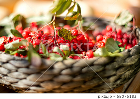 clusters of ripe red mountain ash in a wicker clusters of ripe red mountain ash in a wicker 68076183