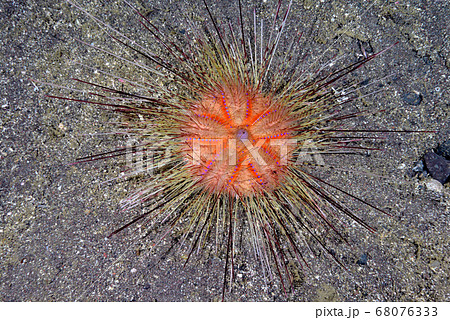 ヒラタガゼの仲間 68076333