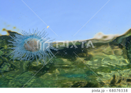 ギンカクラゲ ギンカクラゲ 68076338
