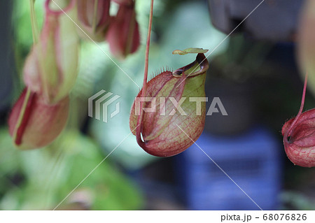 Nepenthes tree, Tropical pitcher plants growth in Nepenthes tree, Tropical pitcher plants growth in 68076826