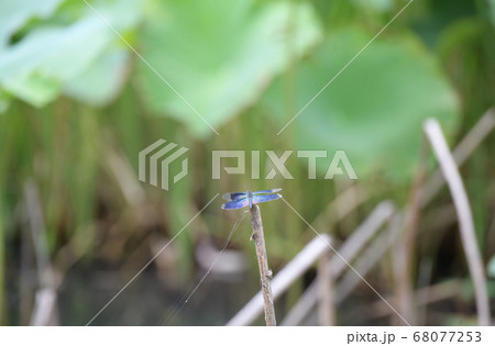 蓮池のチョウトンボ 68077253