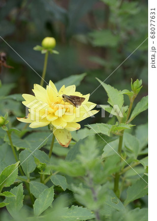 ダリアとセセリチョウ 68077631