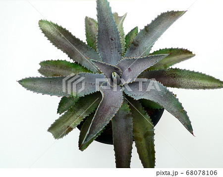 シルバーフォックス マンガべ シルバーフォックス マンガべ 68078106