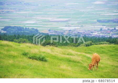 熊本県 阿蘇で放牧されているあか牛 熊本県 阿蘇で放牧されているあか牛 68078514