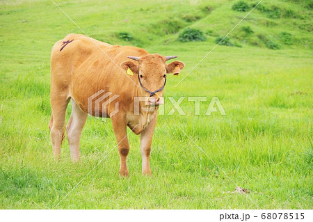 熊本県 阿蘇で放牧されているあか牛 熊本県 阿蘇で放牧されているあか牛 68078515