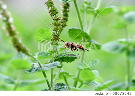 コアシナガバチ 68078545