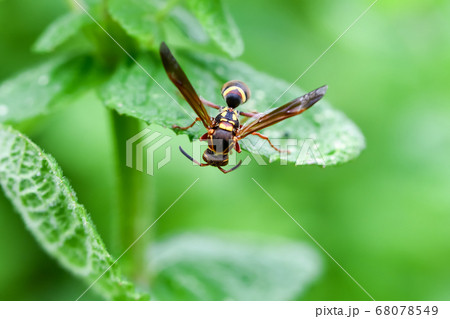 捕食中のコアシナガバチ 68078549