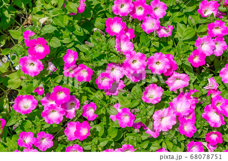 満開の花壇(8月) 満開の花壇(8月) 68078751