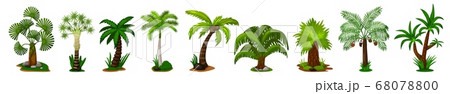 Palm tree icon set. Isolated coconut palm tree 68078800