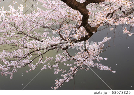 水面に向い咲く桜 68078829