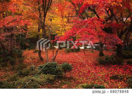 紅葉の絨毯 京都 圓光寺 の写真素材