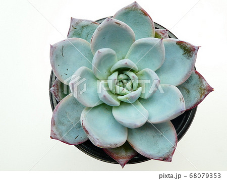 ブラックサバス エケベリア ブラックサバス エケベリア 68079353