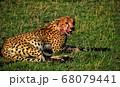 チーター 68079441