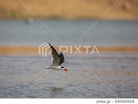 Black skimmer in flight looking for prey, Rynchops 68080668
