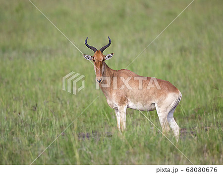 Hartebeest looking at camera, Maasai Mara National Hartebeest looking at camera, Maasai Mara National 68080676