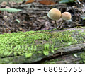 寄り添うきのこ 68080755