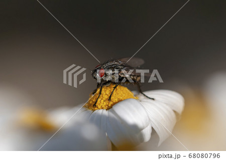 Flies on the camomile flower 68080796