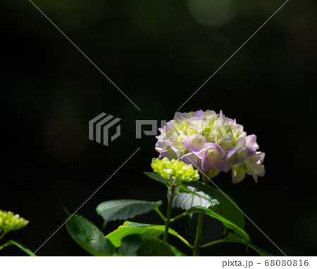 紫陽花　　紫色 68080816