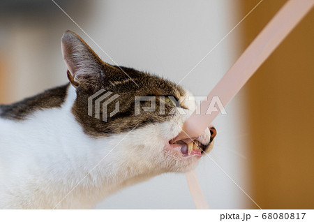 噛みつく猫　　キジトラ猫 68080817