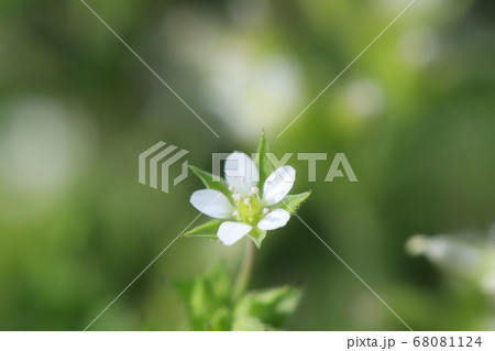 ノミノツヅリの白い小さな花 ノミノツヅリの白い小さな花 68081124