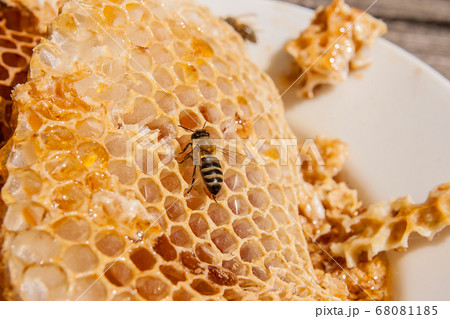 Close up view of the working bee on the honeycomb Close up view of the working bee on the honeycomb 68081185