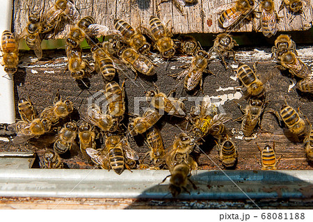 Plenty of bees at the entrance of beehive in 68081188