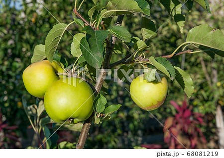 Shiny delicious green apples on a branch ready to Shiny delicious green apples on a branch ready to 68081219