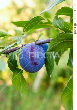 Close up of the plum tree branch with ripe juicy Close up of the plum tree branch with ripe juicy 68081220