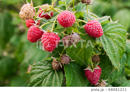 Close up of the ripe and unripe raspberry in the 68081221