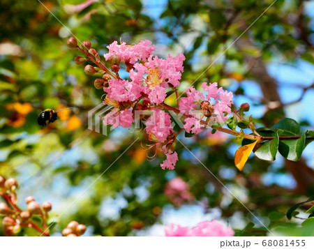 クマバチとサルスベリの花1の写真素材