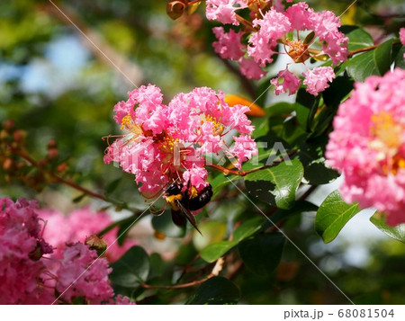 クマバチとサルスベリの花2の写真素材
