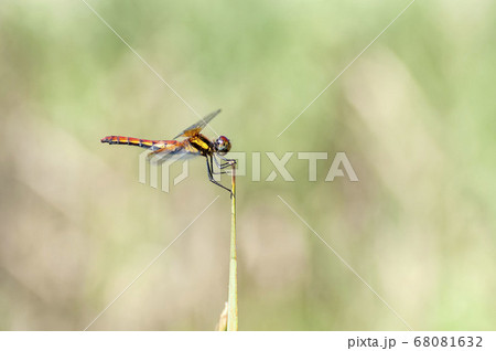 ネキトンボ 68081632