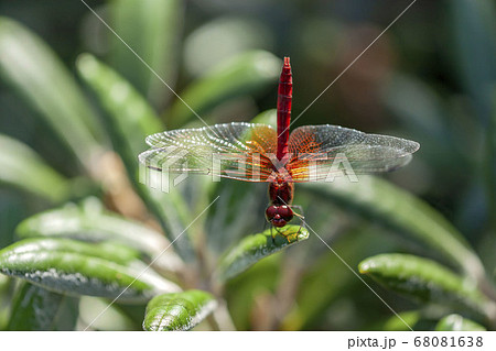 ネキトンボ ネキトンボ 68081638