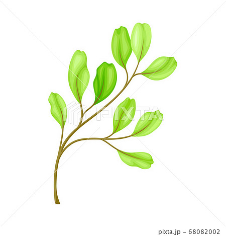 Bright Fibrous Leaf with Stem and Veins Vector Illustration 68082002