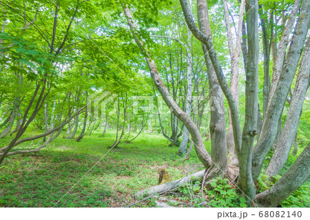 新緑の森【初夏の小谷村】 68082140