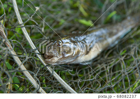 Freshwater bullhead fish or round goby fish just Freshwater bullhead fish or round goby fish just 68082237