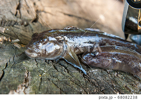 Two freshwater bullhead fish or round goby fish 68082238
