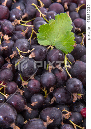 Black currant with green leaf as background.. Black currant with green leaf as background.. 68082239