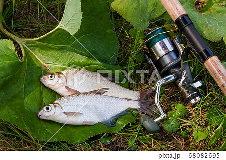 Two freshwater fish white bream or silver fish Two freshwater fish white bream or silver fish 68082695